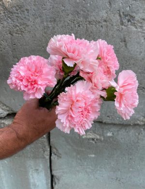 Oeillet rose