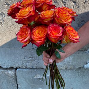 Rose couleur feu