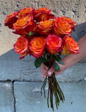 Rose couleur feu