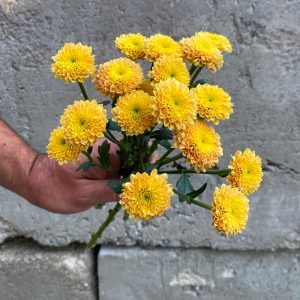 Chrysanthème Santini jaune
