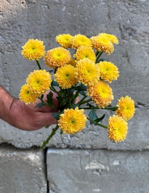Chrysanthème Santini jaune