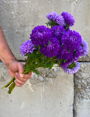 Aster pompon double mauve
