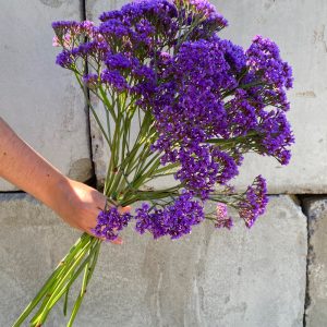 Caspia mauve