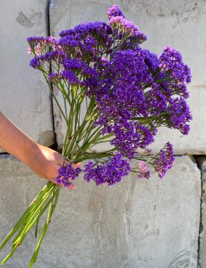 Caspia mauve