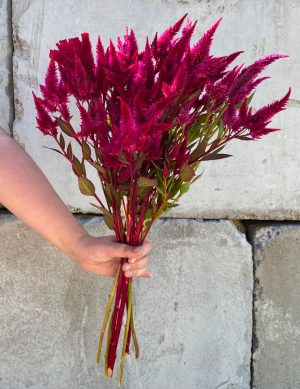 Celosia plumosa fushia