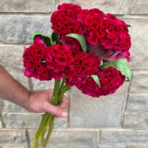 Celosia crete de coq