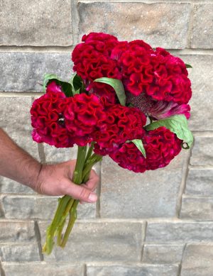 Celosia crete de coq