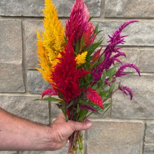 Celosia plumosa (couleurs variées)