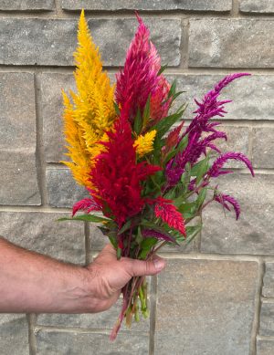 Celosia plumosa (couleurs variées)