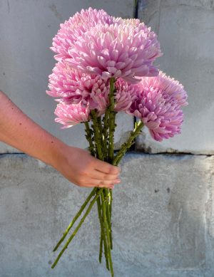 Chrysanthème fudji Anastasia lilas