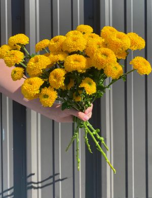 Chrysantheme Novelty jaune