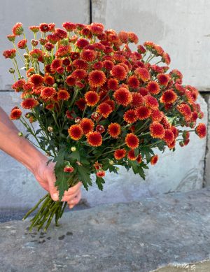 Chrysanthème Santini Tyolo (orange-rouge)