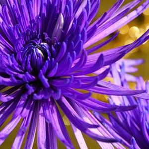Chrysanthème Anastasia violet