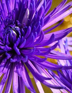 Chrysanthème Anastasia violet