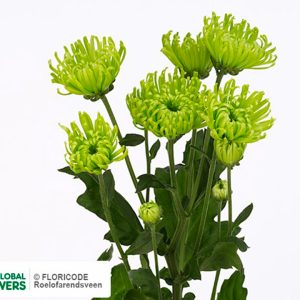Chrysanthème Anastasia verte