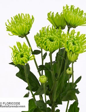 Chrysanthème Anastasia verte