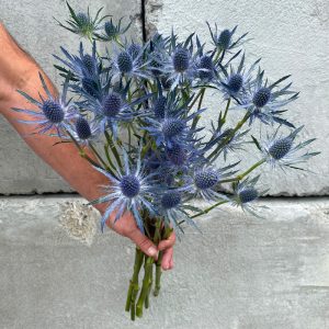 Eryngium bleu