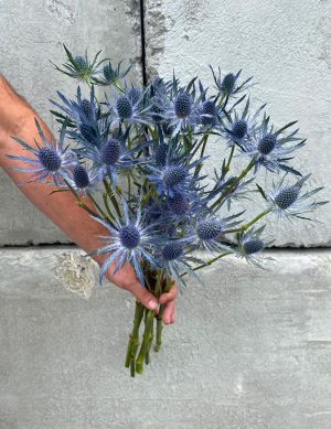 Eryngium bleu