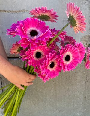 Gerbera cubanita rose