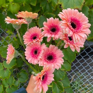 Germini Rose