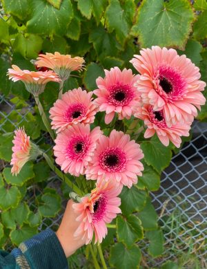 Germini Rose