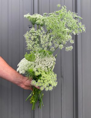 Fleur de dentelle