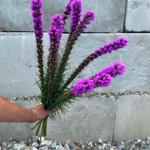 Liatris violet