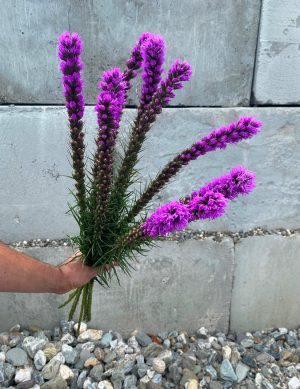 Liatris violet
