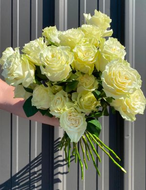 Rose blanche crème