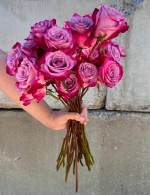 Rose mauve profond