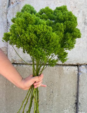Trachelium vert